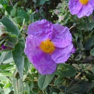 Photographie n°2494598 du taxon Cistus albidus L.