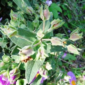 Photographie n°2494599 du taxon Cistus albidus L.