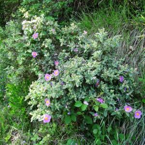 Photographie n°2494600 du taxon Cistus albidus L.