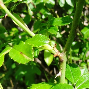 Photographie n°2494605 du taxon Rosa arvensis Huds. [1762]