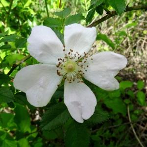 Photographie n°2494607 du taxon Rosa arvensis Huds. [1762]