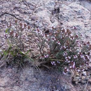 Photographie n°2494629 du taxon Thymus vulgaris L. [1753]