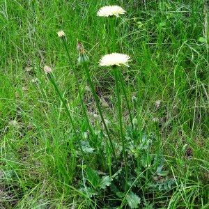 Photographie n°2494633 du taxon Urospermum dalechampii (L.) Scop. ex F.W.Schmidt