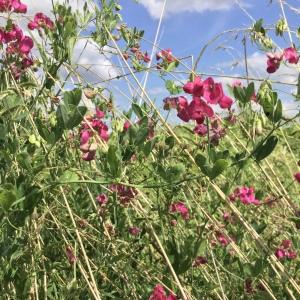 Photographie n°2494641 du taxon Lathyrus tuberosus L.
