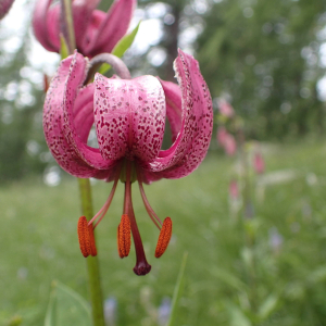 Photographie n°2494656 du taxon Lilium martagon L.