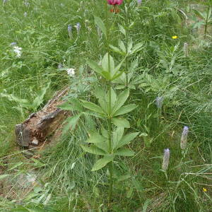 Photographie n°2494658 du taxon Lilium martagon L.