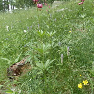 Photographie n°2494659 du taxon Lilium martagon L.