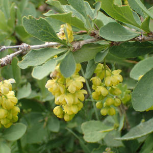 Photographie n°2494696 du taxon Berberis vulgaris L.