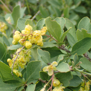 Photographie n°2494700 du taxon Berberis vulgaris L.