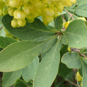 Photographie n°2494701 du taxon Berberis vulgaris L.