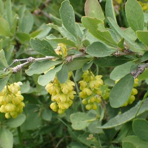 Photographie n°2494702 du taxon Berberis vulgaris L.