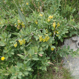 Photographie n°2494703 du taxon Berberis vulgaris L.