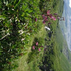 Photographie n°2494737 du taxon Lilium martagon L.