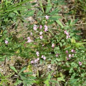 Photographie n°2494748 du taxon Centaurium erythraea Rafn [1800]