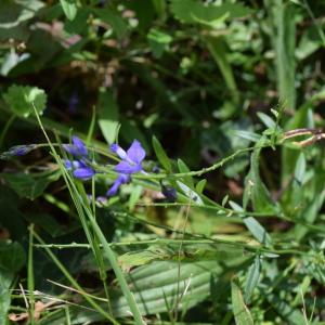 Photographie n°2494749 du taxon Polygala vulgaris L. [1753]