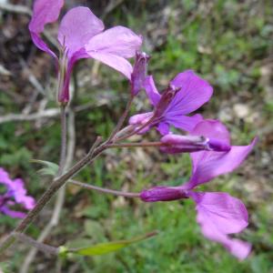 Photographie n°2494751 du taxon Lunaria annua L.