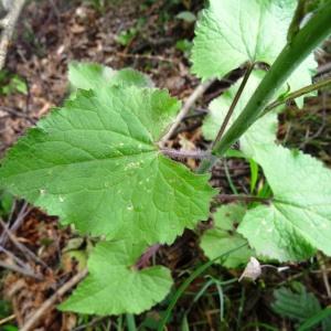 Photographie n°2494753 du taxon Lunaria annua L.