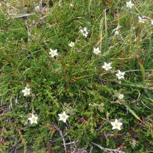 Photographie n°2494760 du taxon Minuartia recurva (All.) Schinz & Thell. [1907]