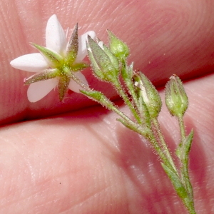 Photographie n°2494763 du taxon Minuartia recurva (All.) Schinz & Thell. [1907]