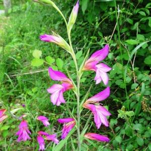 Photographie n°2494765 du taxon Gladiolus italicus Mill. [1768]