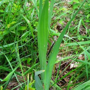 Photographie n°2494767 du taxon Gladiolus italicus Mill. [1768]