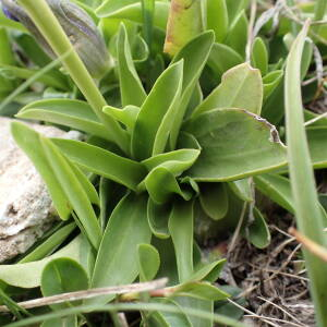 Photographie n°2494779 du taxon Gentiana acaulis L.