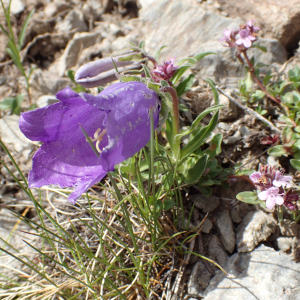 Photographie n°2494792 du taxon Campanula alpestris All.