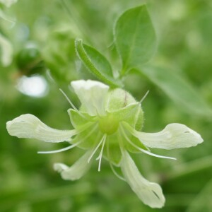 Photographie n°2494846 du taxon Silene baccifera (L.) Roth