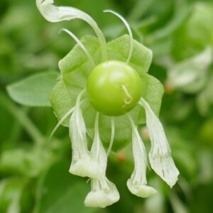 Photographie n°2494847 du taxon Silene baccifera (L.) Roth