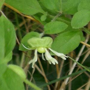 Photographie n°2494850 du taxon Silene baccifera (L.) Roth