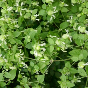 Photographie n°2494851 du taxon Silene baccifera (L.) Roth