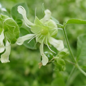 Photographie n°2494852 du taxon Silene baccifera (L.) Roth