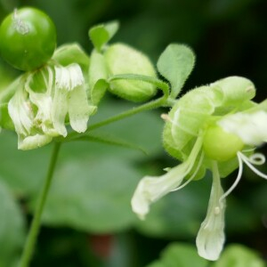 Photographie n°2494853 du taxon Silene baccifera (L.) Roth