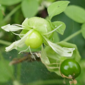 Photographie n°2494854 du taxon Silene baccifera (L.) Roth