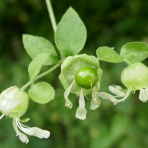 Photographie n°2494855 du taxon Silene baccifera (L.) Roth