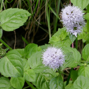 Photographie n°2494863 du taxon Mentha aquatica L.