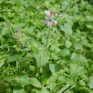 Photographie n°2494868 du taxon Mentha aquatica L.