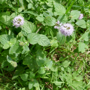 Photographie n°2494870 du taxon Mentha aquatica L.