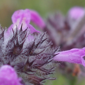 Photographie n°2494873 du taxon Clinopodium vulgare L.