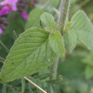 Photographie n°2494875 du taxon Clinopodium vulgare L.