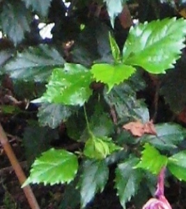 Photographie n°2494906 du taxon Hibiscus rosa-sinensis L. [1753]