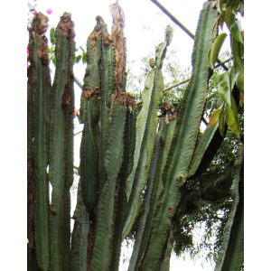 Euphorbia ingens E.Mey. ex Boiss.