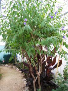 Alain Bigou, le 24 juin 2013 (Labastide-du-Temple (Caufour))