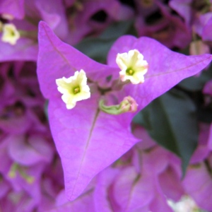 Photographie n°2494963 du taxon Bougainvillea glabra Choisy [1849]