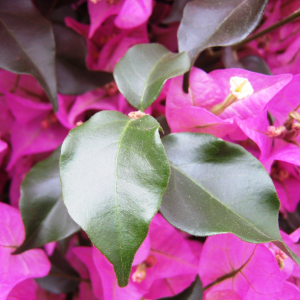 Photographie n°2494965 du taxon Bougainvillea glabra Choisy [1849]