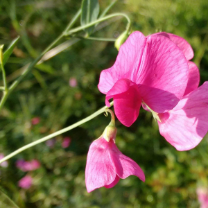Photographie n°2494984 du taxon Lathyrus tuberosus L.