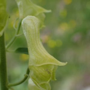 Photographie n°2494999 du taxon Aconitum lycoctonum subsp. neapolitanum (Ten.) Nyman