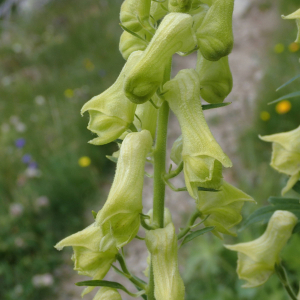 Photographie n°2495000 du taxon Aconitum lycoctonum subsp. neapolitanum (Ten.) Nyman