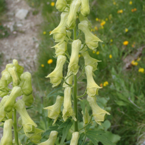 Photographie n°2495002 du taxon Aconitum lycoctonum subsp. neapolitanum (Ten.) Nyman