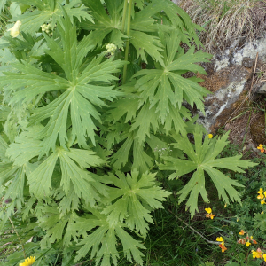 Photographie n°2495003 du taxon Aconitum lycoctonum subsp. neapolitanum (Ten.) Nyman